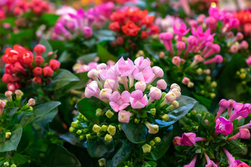pink kalanchoe Saxifragales Crassulaceae Kalanchoe flower bloom. - obrazy, fototapety, plakaty