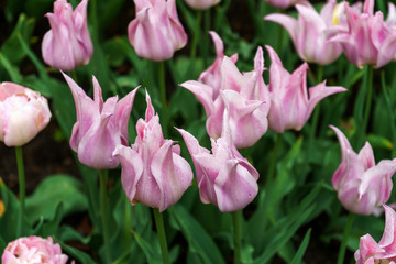 Obraz premium pale pink tulip flowers with pointy petals in spring garden, park.