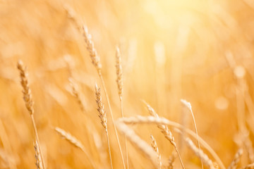 Ripe wheat field in gold color, natural sunlight background