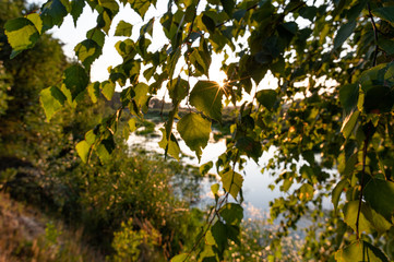Background from birch leaves. Beautiful birch leaves on the background of the evening sun.