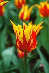 hot orange and red tulip flowers with pointy petals in spring garden, park.