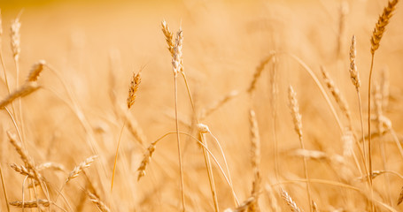 Ripe wheat develops in wind close-up sunset light