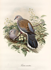 Turtledove posing on a branch while its partner rests in the nest. Vintage style hand colored illustration of European Turtle Dove (Streptopelia turtur). By John Gould publ. In London 1862 - 1873