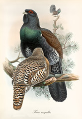 Capercaillie on a branch with its partner in front of it. Isolated vintage style hand colored illustration of Western Capercaillie (Tetrao urogallus). By John Gould publ. In London 1862 - 1873 