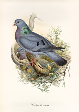 Gray dove and its partner in the nest on a branch. Vintage style hand colored illustration of Stock Dove (Columba oenas). Isolated graphic composition by John Gould publ. In London 1862 - 1873