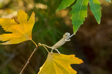 chameleon on a background of autumn leaves