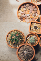 Group of potted cactuses