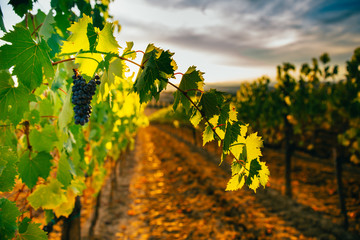 Beautiful sunset over vineyards.
