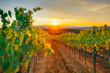 Fototapeta na wymiar Beautiful sunset over vineyards.