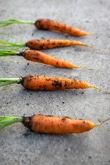 Dirty carrot covered with black dirt on gray concrete background, group of healthy orange root vegetables with leaves