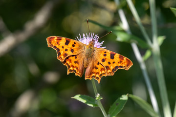 butterfly on flower