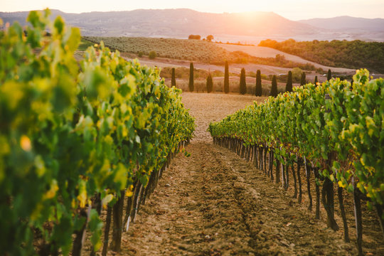 Beautiful sunset over vineyards.