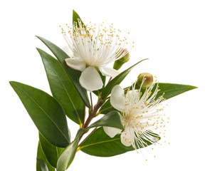  Myrtle  flowers