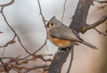 Tufted Titmouse perched on branch in winter