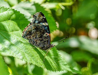 Brown and blue Butterfly on leaf in connecticut