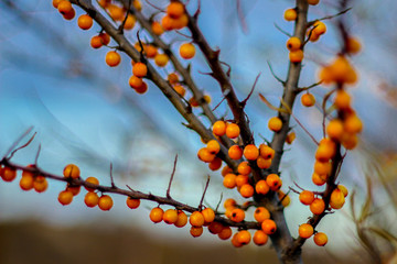 a branch of sea buckthorn with bright juicy orange berries. useful product, vitamins. autumn background.
