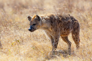 hyena in serengeti national park tanzania africa
