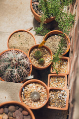 Group of potted cactuses