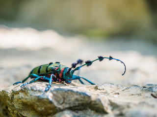 Big Long horn beetle. Seen near the City of Luoping in Yunnan Province China.