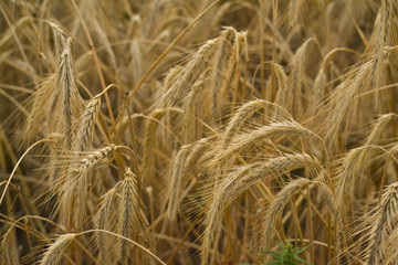 Wheat field. Ears of golden wheat close-up. Beautiful nature . Rural landscape under the shining sunlight. Background of ripening wheat field ears. The concept of a rich harvest.