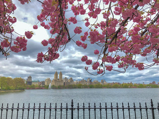 Cherry blossoms over central park reservoir in Central Park