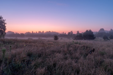 Warm morning in the field. Dawn of the sun in the field.