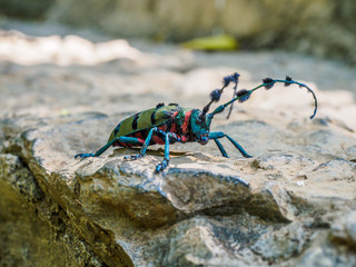 Big Long horn beetle. Seen near the City of Luoping in Yunnan Province China.