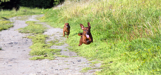 Two red Miniature Pinschers quickly run through the green grass. One small dog is hung in a jump over the ground.