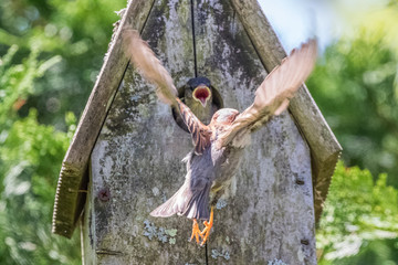 Sparrow father feeding baby nestlings