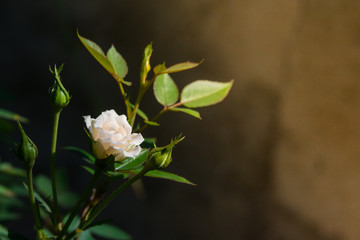 Rose and warm light in garden background , beautiful moments of love and happy life.