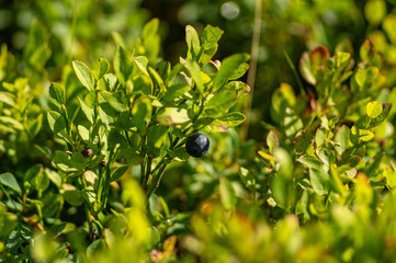 Blueberry bush in the summer in the mountains