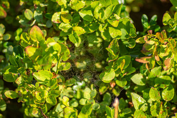 Blueberry bush in the summer in the mountains