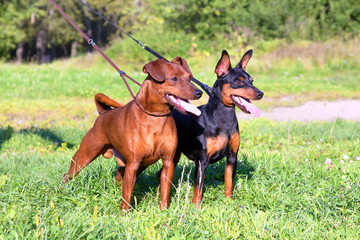 Two purebred Miniature Pinschers stand on the green grass. Zwergpinscher training. dogs on a leash.