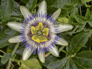 Close-up of passion flower, Sardinia, Italy