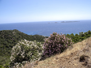Blooming oleanders are everywhere along the roads of Sardinia