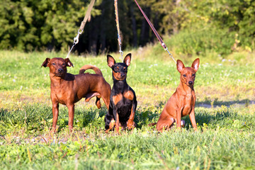 Three purebred Miniature Pinschers stand on green grass. Dog training.