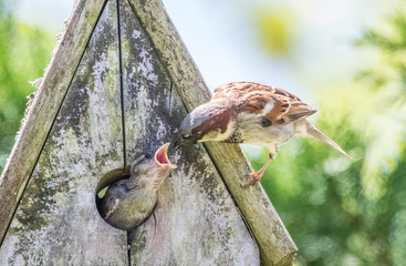 Sparrow father feeding baby nestlings