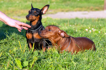 Two purebred Miniature Pinschers lie on the green grass. Dog training.