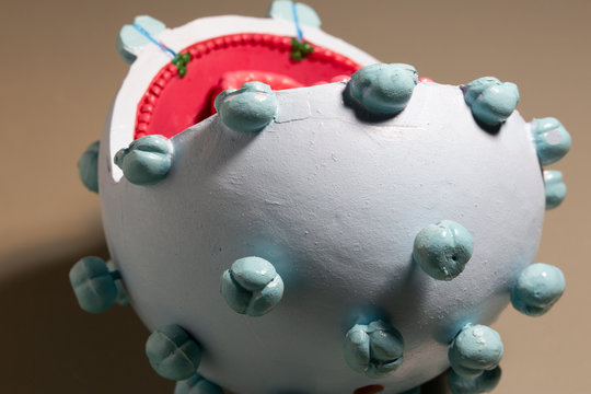 Corona Virus 