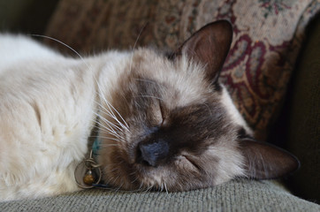 Sleeping Birman Cat