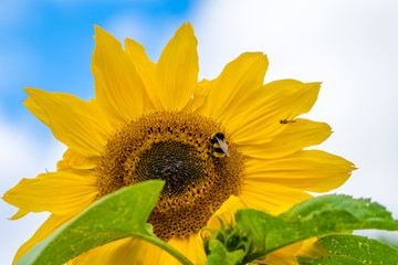 sunflower and bee, Bumble bee on yellow sunflower against blue sky background