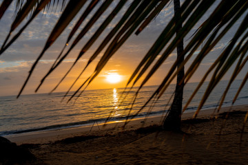 Palms on the beach