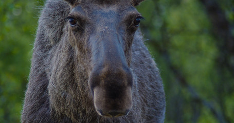Fototapeta premium Elch Nord Norwegen Arktis