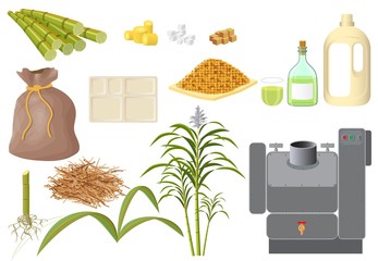 Sugarcane and its various derivatives derived from processing