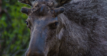 Fototapeta premium Elch 