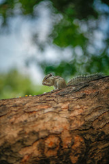 squirrel on a tree