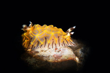 Gold Laced Nudibranch