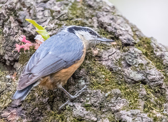 Red breasted nuthatch foraging on weeping cherry tree