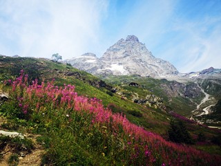 Fototapeta premium Pink flowers in the mountains - Monte Cervino - Matterhorn