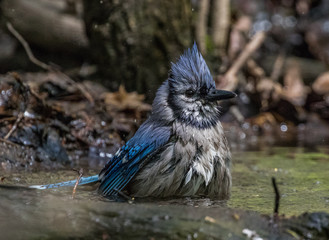 Blue jay bathing in a stream in central park